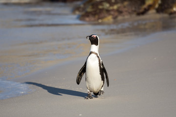 Obraz premium African penguin on the beach