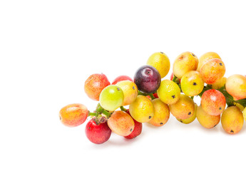 Antidesma velutinosum Blume Fruit isolated on white background