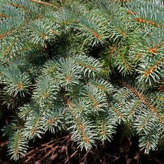 branches of spruce. close-up.
