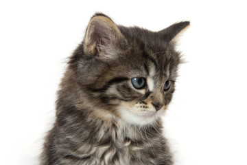 Cute baby tabby kitten on white