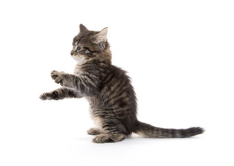 Cute baby tabby kitten on white