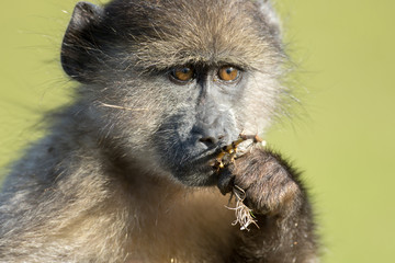 Chacma baboon