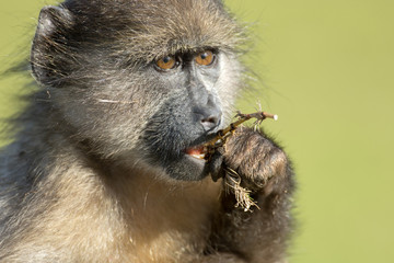 Chacma baboon