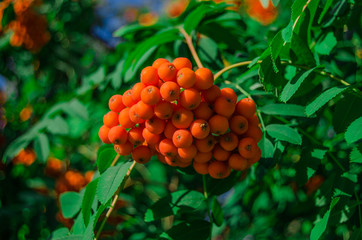 rowan tree