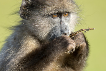 Chacma baboon