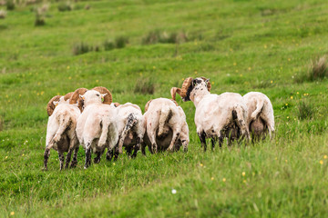 Obraz premium Sheep and lambs in the grasslands, Scotland