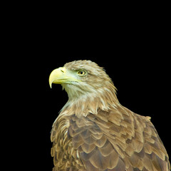 image of an eagle