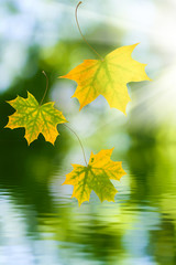 Obraz premium autumn leaves on the water