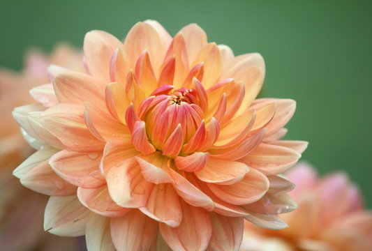Closeup of a Beautiful Dahlia Flower in Vibrant Colors
