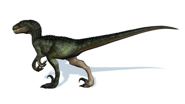 velociraptor dinosaurs - isolated on white background