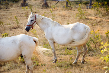 Naklejka na ściany i meble White horse in a farm