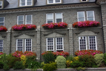 Obraz premium guernsey