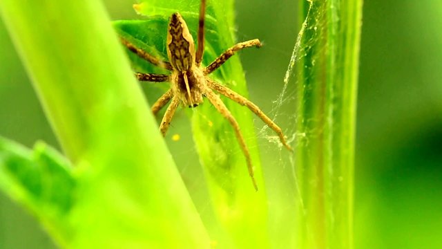 Spinne in ihrem Spinnennetz