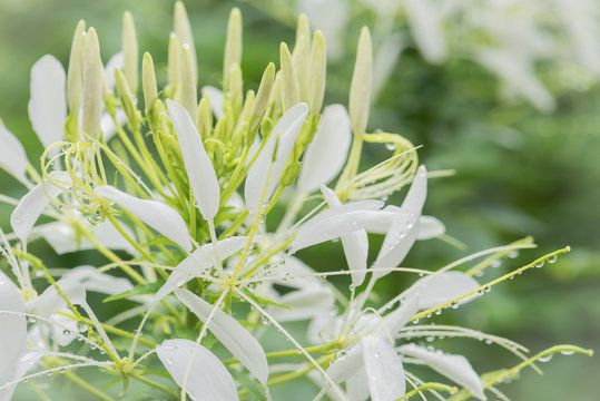 Fototapeta Dewy white flower