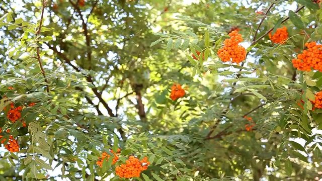rowan berries at rowan tree