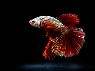 siam fighting fish on black, betta fish