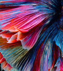Siamese fighting fish 