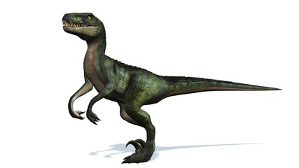 velociraptor dinosaurs - isolated on white background - obrazy, fototapety, plakaty