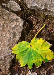 Fallen leaf