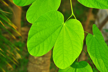 Fototapeta na wymiar Light and shade of bauhinia leaf 