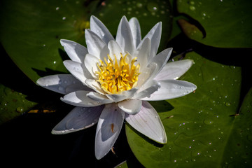 Water lily, lotus flowers in  pond