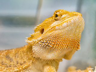  lizard head showing details of eye