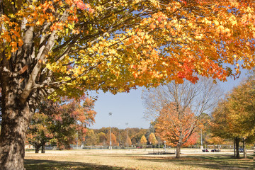 Naklejka premium Ball Park in Charlotte with Fall Maple Trees