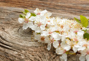 Fototapeta na wymiar apricot flowers on wooden background