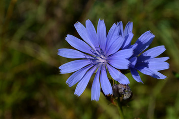 chicory flowers