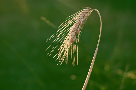 ripe wheat ears in the summer