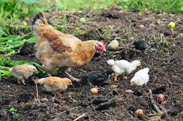 Mother hen with chickens