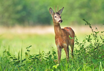 Roe deer
