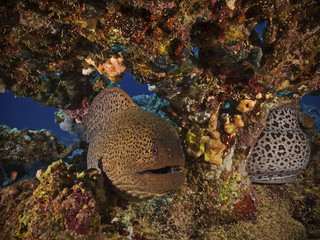 Giant moray, Riesenmuräne (Gymnothorax javanicus)