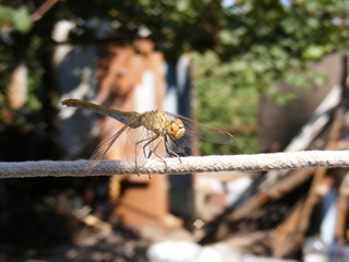 Libellula su fune in campagna