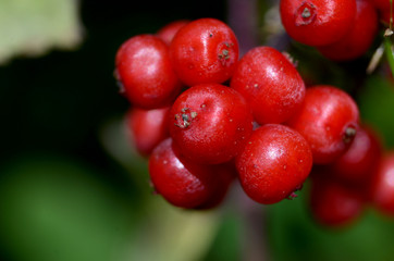 red viburnum fruits