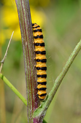 caterpillar