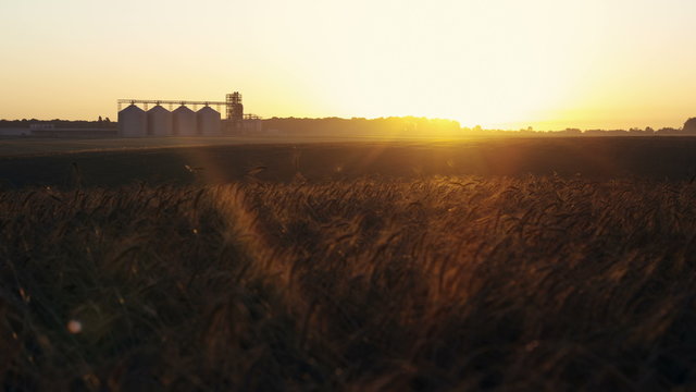 Sunrise over the wheat field of ripe wheat and silage barrels 4K