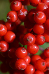 red viburnum fruits