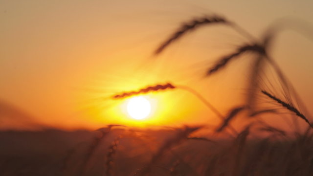 Silhouette of wheat fields in sunrise