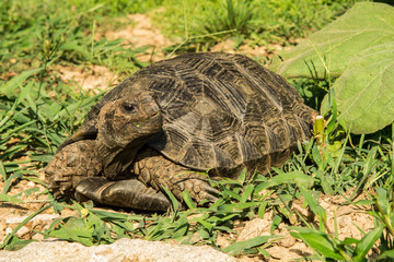 Asian Forest Tortoise