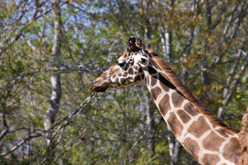 Giraffe Head and Neck