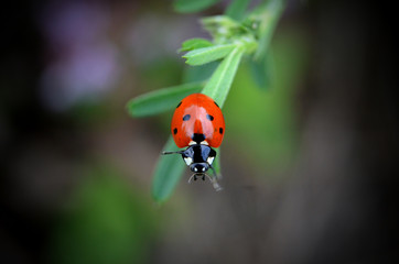 lady bug 