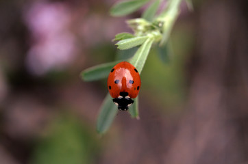 lady bug 