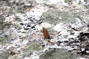 Cricket resting on a big rock