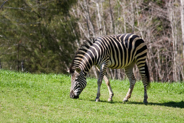 Fototapeta na wymiar Zebra Grazing on Grass