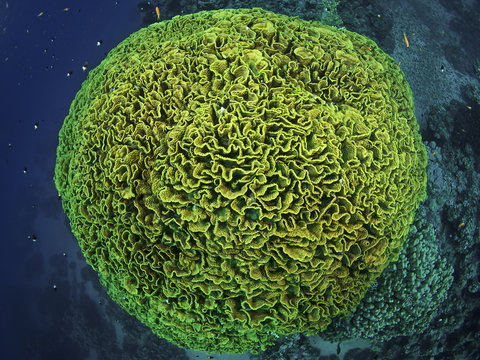 Salad coral, Gelbe Salatkoralle (Turbinaria reniformis)