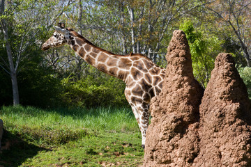 Giraffe Behind an Ant Hill