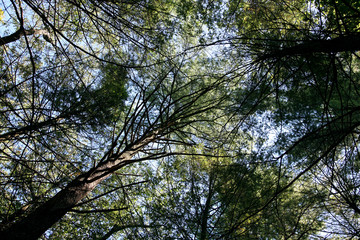 Fototapeta premium Blue sky shining through the pine tree's canopy