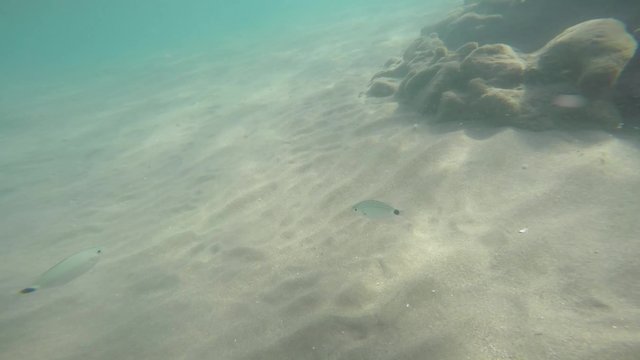 peces del mar mediterraneo