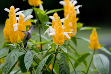 Fototapeta premium Hummingbird at a Yellow Shrimp Plant